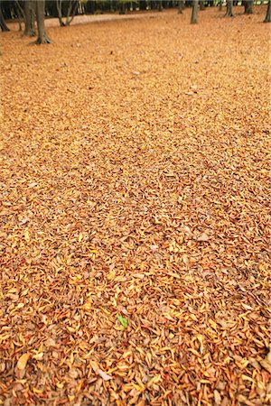 Ground Covered With Autumn Leaves Stock Photo - Rights-Managed, Code: 859-03839306