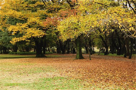 fall leaves background - Park In Autumn Stock Photo - Rights-Managed, Code: 859-03839300