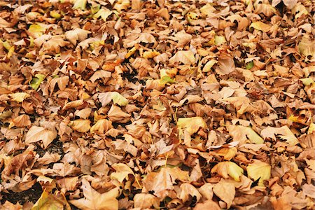 Leaves In Autumn Stock Photo - Rights-Managed, Code: 859-03839303