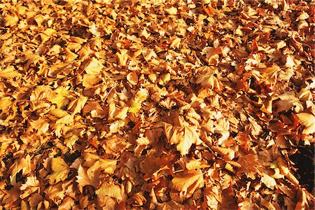 Feuilles à l'automne Photographie de stock - Rights-Managed, Code: 859-03839311