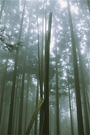 remote tropical scenes - Sunbeam Passing Through Trees In Forest Stock Photo - Rights-Managed, Code: 859-03839437