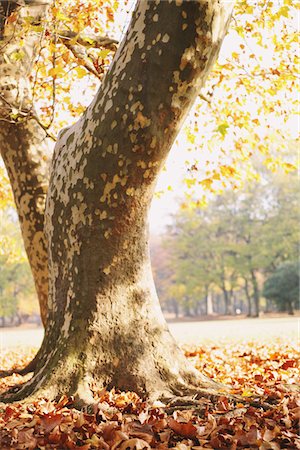 Arbres en automne Photographie de stock - Rights-Managed, Code: 859-03839554