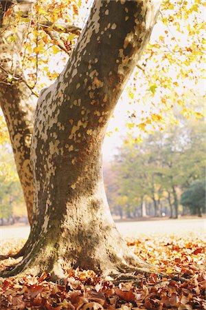 Tree In Autumn Fotografie stock - Rights-Managed, Codice: 859-03839554