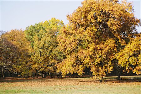 fall leaves background - Trees In Fall Color Stock Photo - Rights-Managed, Code: 859-03839555