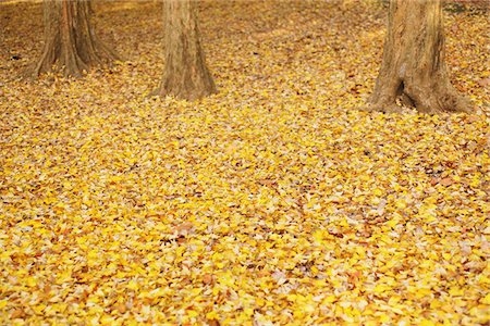 fall leaves background - Fallen Leaves In Autumn Stock Photo - Rights-Managed, Code: 859-03839552