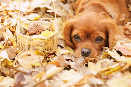 simsearch:400-07042487,k - Cavalier King Charles Spaniel Dog In Leaves Stock Photo - Rights-Managed, Code: 859-03839660