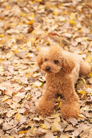 pedigree - Teacup Poodle Dog In Leaves Stock Photo - Rights-Managed, Code: 859-03839674