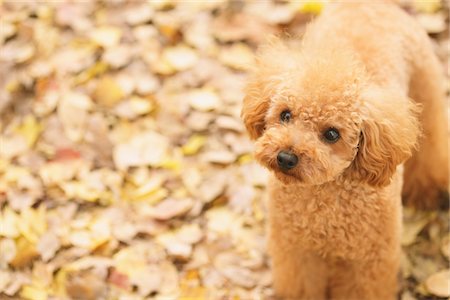 Teacup Poodle Dog Foto de stock - Con derechos protegidos, Código: 859-03839679