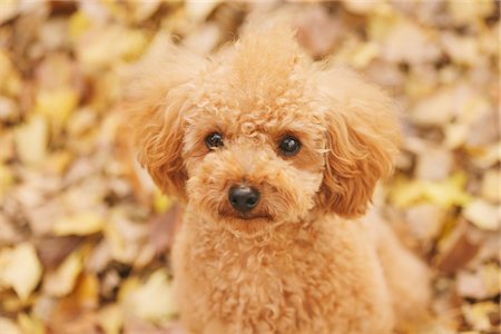 Teacup Poodle Dog Foto de stock - Con derechos protegidos, Código: 859-03839672