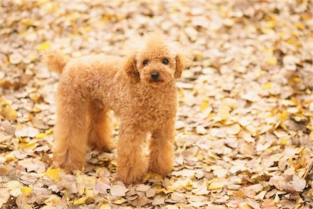 Teacup Poodle Dog Foto de stock - Con derechos protegidos, Código: 859-03839680