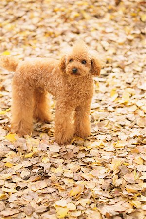 Teacup Poodle Dog Fotografie stock - Rights-Managed, Codice: 859-03839681