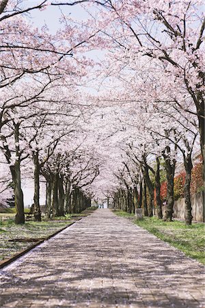 Cherry blossoms Foto de stock - Con derechos protegidos, Código: 859-03840205