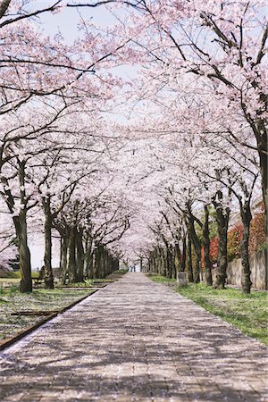 sakura tree scene - Cherry blossoms Stock Photo - Rights-Managed, Code: 859-03840205