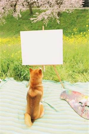 dog sitting down from the back - Shiba Inu Dog Sitting In Park Near A Canvas Stock Photo - Rights-Managed, Code: 859-03840282