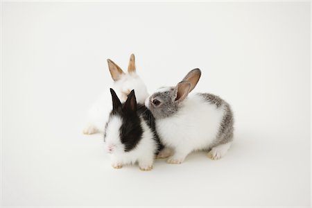 fluffy white rabbit - Three rabbits Stock Photo - Rights-Managed, Code: 859-03840456
