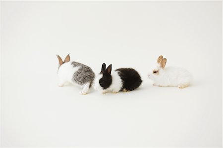 fluffy white rabbit - Three rabbits Stock Photo - Rights-Managed, Code: 859-03840457