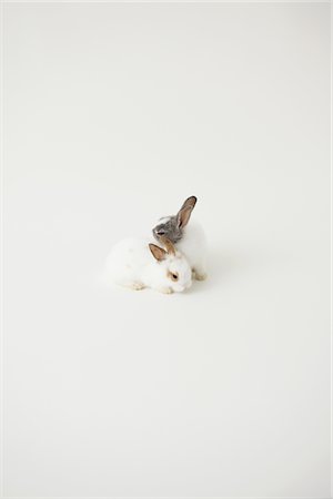 fluffy white rabbit - Two rabbits Stock Photo - Rights-Managed, Code: 859-03840458