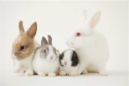 fluffy white rabbit - Four rabbiits Stock Photo - Rights-Managed, Code: 859-03840450