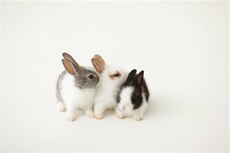 fluffy white rabbit - Three rabbits Stock Photo - Rights-Managed, Code: 859-03840451