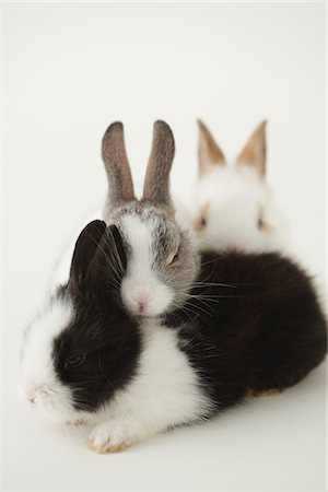 side profile bunny - Three rabbits Stock Photo - Rights-Managed, Code: 859-03840453