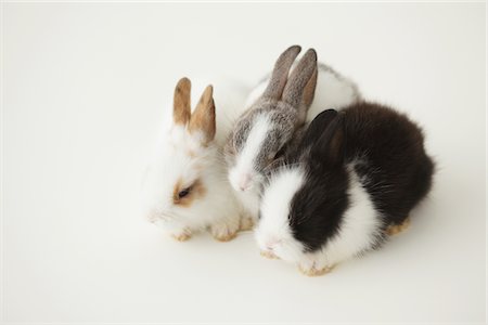 fluffy white rabbit - Three rabbits Stock Photo - Rights-Managed, Code: 859-03840464