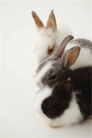 fluffy white rabbit - Three rabbits Stock Photo - Rights-Managed, Code: 859-03840465