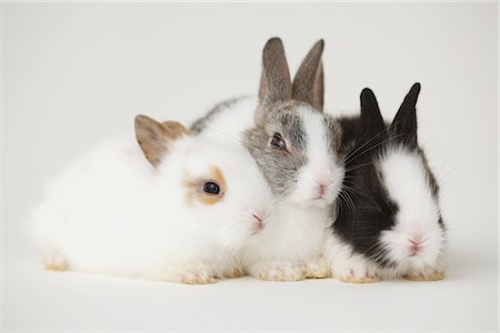 fluffy white rabbit - Three rabbits Stock Photo - Rights-Managed, Code: 859-03840467