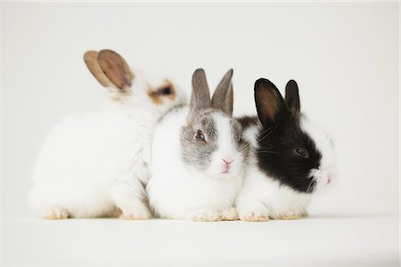 fluffy white rabbit - Three rabbits Stock Photo - Rights-Managed, Code: 859-03840468