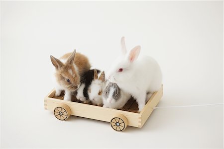 simsearch:859-03840523,k - Five rabbits riding Wooden toy Fotografie stock - Rights-Managed, Codice: 859-03840469