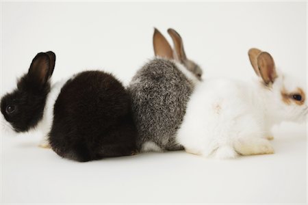 fluffy white rabbit - Three rabbits Stock Photo - Rights-Managed, Code: 859-03840460