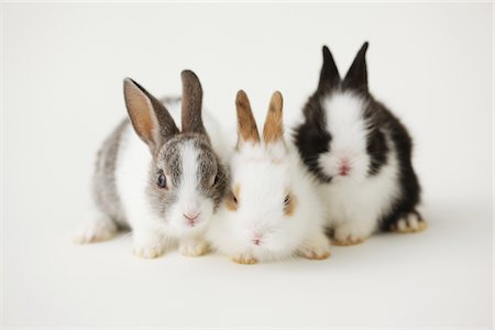 rabbit inside - Three rabbits Stock Photo - Rights-Managed, Code: 859-03840461