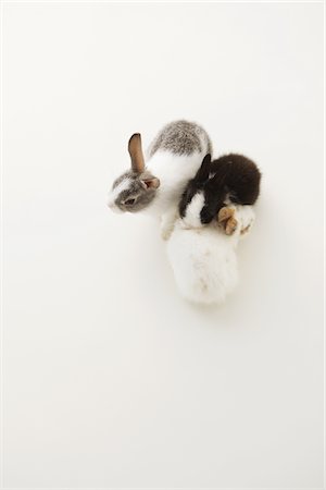 fluffy white rabbit - Three rabbits Stock Photo - Rights-Managed, Code: 859-03840477