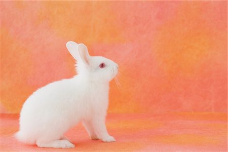 simsearch:859-03840523,k - White rabbit sitting Fotografie stock - Rights-Managed, Codice: 859-03840479