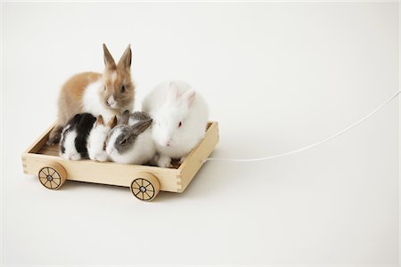 fluffy white rabbit - Five rabbits riding Wooden toy Stock Photo - Rights-Managed, Code: 859-03840470