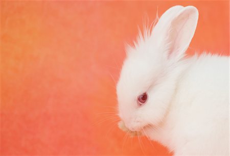 fluffy white rabbit - White rabbit licking Stock Photo - Rights-Managed, Code: 859-03840486