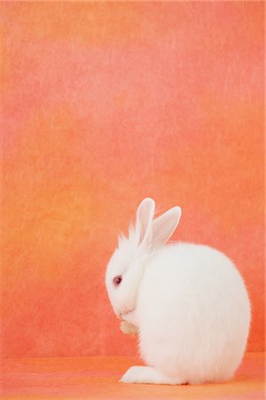 fluffy white rabbit - White rabbit licking Stock Photo - Rights-Managed, Code: 859-03840488