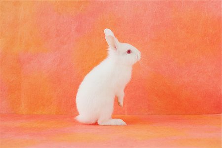 flauschig - Weißes Kaninchen stehend Stockbilder - Lizenzpflichtiges, Bildnummer: 859-03840480