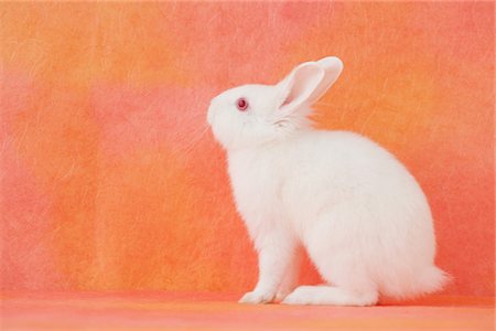 fluffy white rabbit - White rabbit sitting Stock Photo - Rights-Managed, Code: 859-03840483
