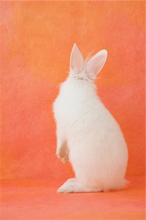 fondo anaranjado - White rabbit standing Foto de stock - Con derechos protegidos, Código: 859-03840497