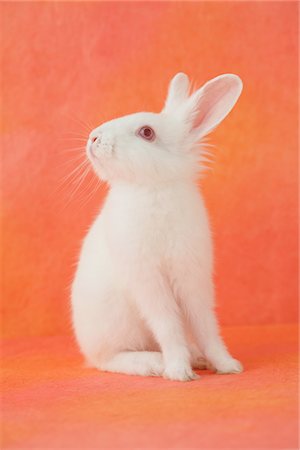 fluffy white rabbit - White rabbit sitting Stock Photo - Rights-Managed, Code: 859-03840498