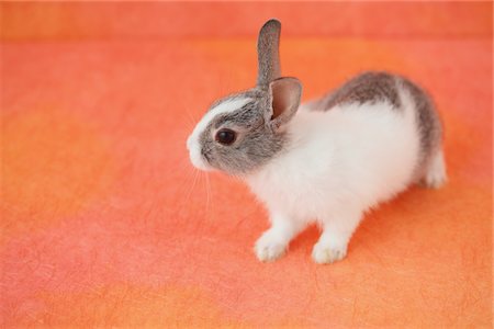 Rabbit Stock Photo - Rights-Managed, Code: 859-03840504