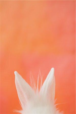 domestic rabbit - Ears of White rabbit Stock Photo - Rights-Managed, Code: 859-03840501