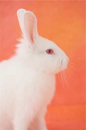 fluffy white rabbit - White rabbit sitting Stock Photo - Rights-Managed, Code: 859-03840502