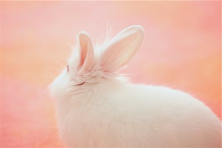 White rabbit Stock Photo - Rights-Managed, Code: 859-03840526