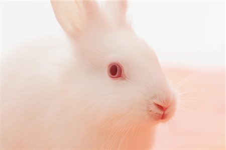 domestic rabbit - White rabbit Stock Photo - Rights-Managed, Code: 859-03840530