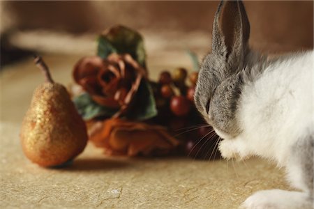 domestic rabbit - Rabbit and ornaments Stock Photo - Rights-Managed, Code: 859-03840546