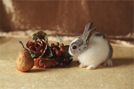 fake flowers - Rabbit and ornaments Stock Photo - Rights-Managed, Code: 859-03840542