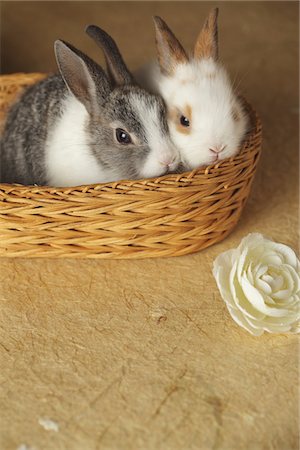 simsearch:859-03840523,k - Two rabbits in Basket Fotografie stock - Rights-Managed, Codice: 859-03840554