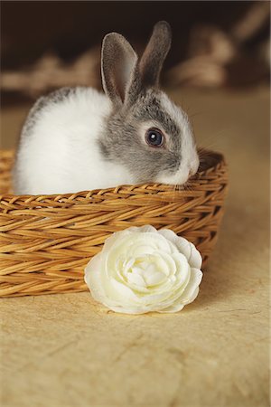 simsearch:859-03840523,k - Rabbit in Basket Fotografie stock - Rights-Managed, Codice: 859-03840556