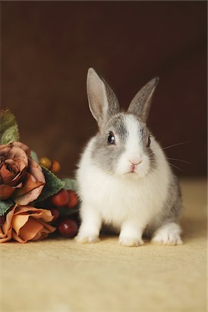 fake flowers - Rabbit with ornaments Stock Photo - Rights-Managed, Code: 859-03840558